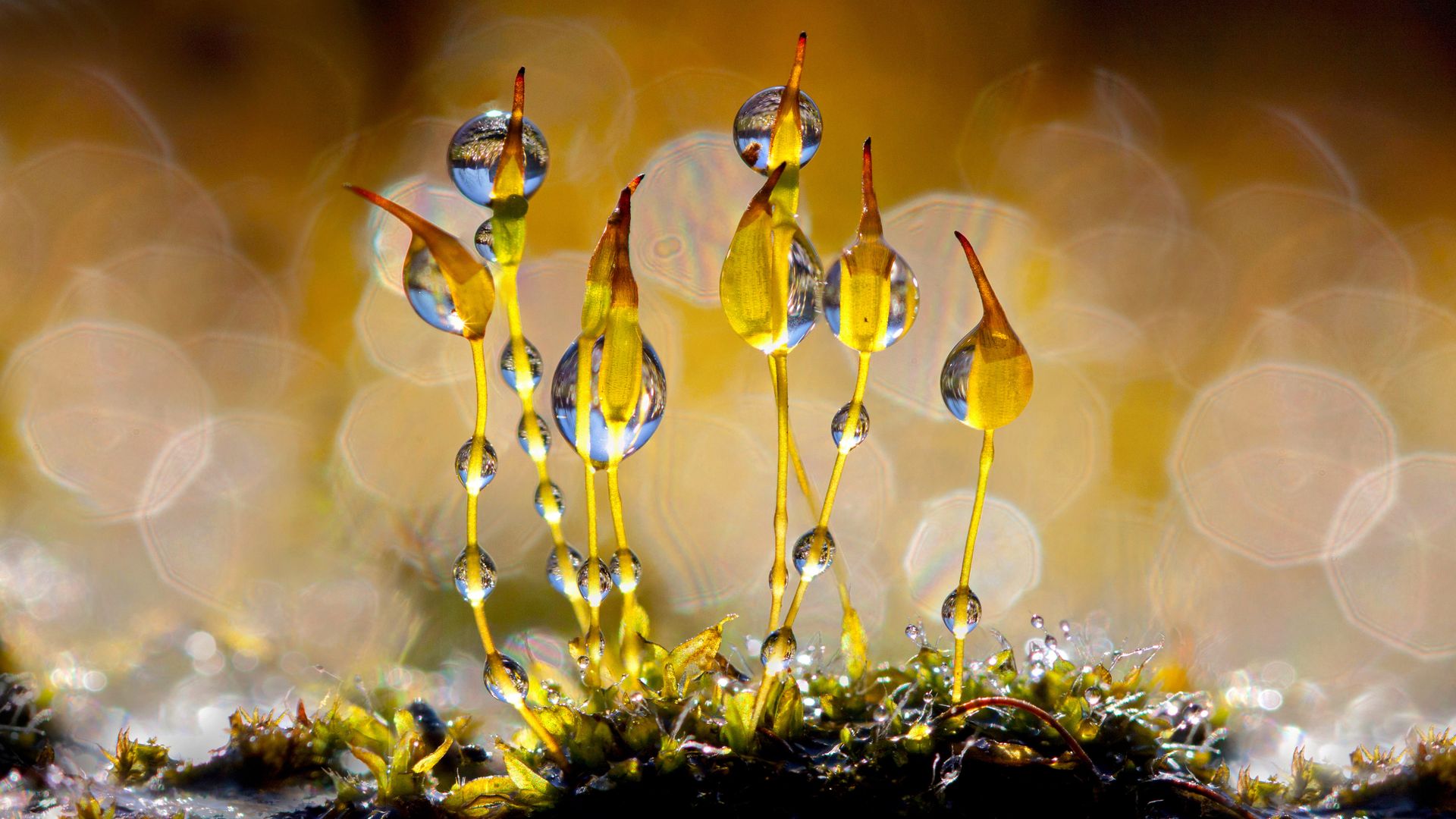 Wall-screw moss glistening with water droplets, Netherlands