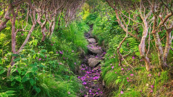 Fallen rhododendron petals line a trail on Grassy Ridge Bald, Pisgah National Forest, North Carolina, USA