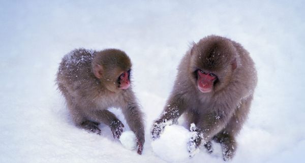 Two Japanese Snow Monkeys play with snowballs in Nagano, Japan