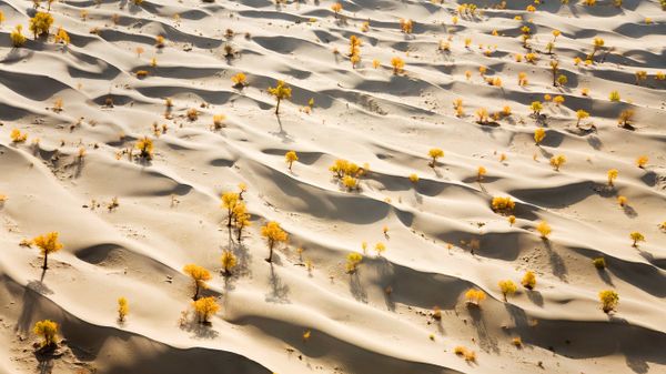 Sand dunes and yellow poplar trees, Taklamakan Desert, China
