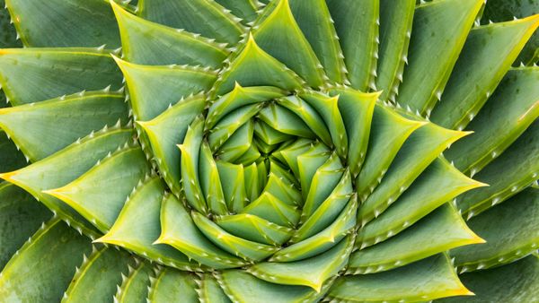 Aloe a spirale, Kangaroo Island, Australia