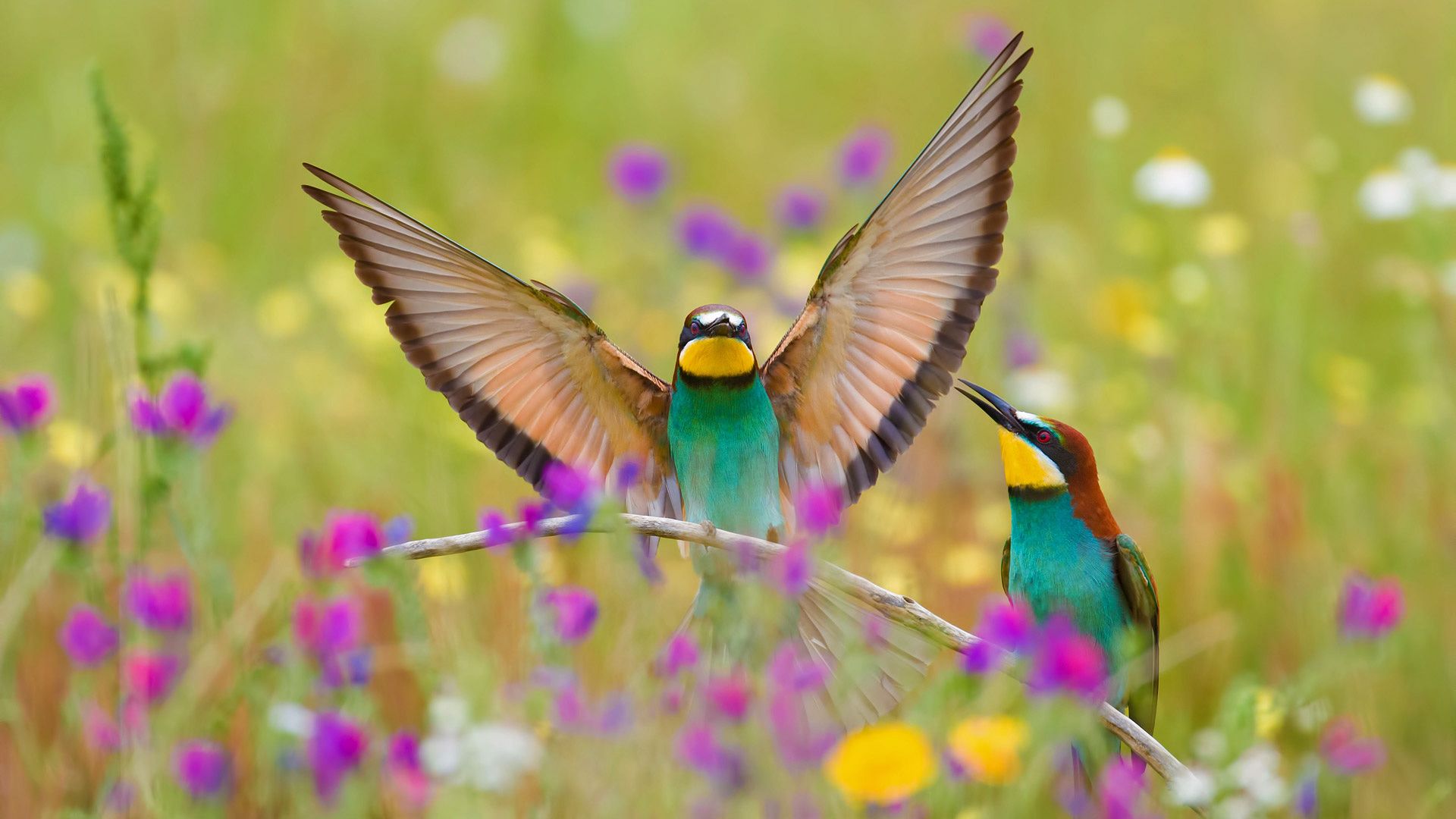 European bee-eaters in the Extremadura region of Spain